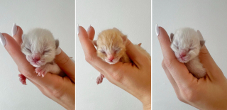 Illustration de l'article : Pour surmonter les difficultés d’un début de vie compliqué, ces 3 chatons peuvent compter les uns sur les autres et sur le dévouement des bénévoles d’une association (vidéo)