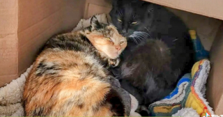 Illustration de l'article : Entretenant un lien fusionnel, deux chattes retrouv&eacute;es dans la rue sont rest&eacute;es unies dans la maternit&eacute; 