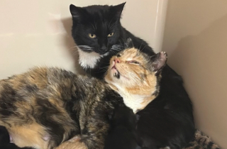 Illustration de l'article : Entretenant un lien fusionnel, deux chattes retrouv&eacute;es dans la rue sont rest&eacute;es unies dans la maternit&eacute; 