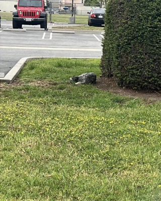 Illustration de l'article : Abandonnée par ses maîtres, une chienne attend désespérément leur retour et refuse l’aide des passants