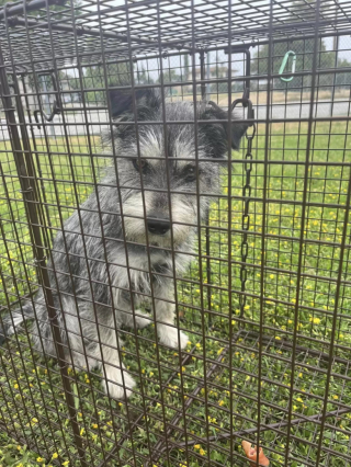 Illustration de l'article : Abandonnée par ses maîtres, une chienne attend désespérément leur retour et refuse l’aide des passants