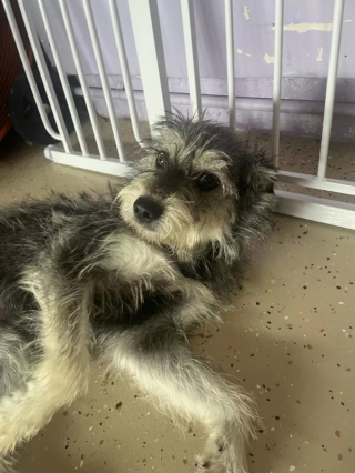 Illustration de l'article : Abandonnée par ses maîtres, une chienne attend désespérément leur retour et refuse l’aide des passants