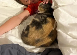 Illustration de l'article : Harcelée par les autres chats errants, une féline calico trouve du réconfort grâce à une association locale