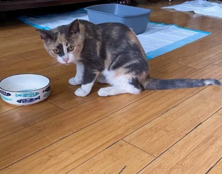 Illustration de l'article : Harcelée par les autres chats errants, une féline calico trouve du réconfort grâce à une association locale