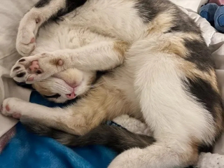 Illustration de l'article : Harcelée par les autres chats errants, une féline calico trouve du réconfort grâce à une association locale