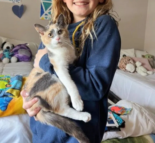 Illustration de l'article : Harcelée par les autres chats errants, une féline calico trouve du réconfort grâce à une association locale