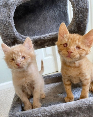 Illustration de l'article : Ces 2 chats aveugles absolument autonomes sont un exemple frappant de résilience et d’adaptation