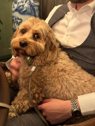 Illustration de l'article : Un chien prisonnier d’un terrier durant 3 jours mobilise l’aide de sa maîtresse et de plusieurs professionnels