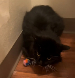 Illustration de l'article : « Il nous a choisis » : le récit poignant d’un chat déterminé à rejoindre une famille aimante pour s’en sortir (vidéo)