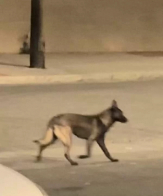 Illustration de l'article : Alors qu&rsquo;il errait au bord d'une autoroute, un chien a &eacute;t&eacute; secouru par une b&eacute;n&eacute;vole &agrave; qui il a donn&eacute; toute sa confiance