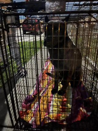 Illustration de l'article : Alors qu&rsquo;il errait au bord d'une autoroute, un chien a &eacute;t&eacute; secouru par une b&eacute;n&eacute;vole &agrave; qui il a donn&eacute; toute sa confiance