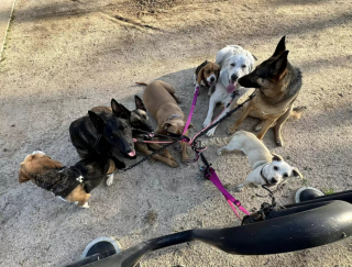 Illustration de l'article : Alors qu&rsquo;il errait au bord d'une autoroute, un chien a &eacute;t&eacute; secouru par une b&eacute;n&eacute;vole &agrave; qui il a donn&eacute; toute sa confiance