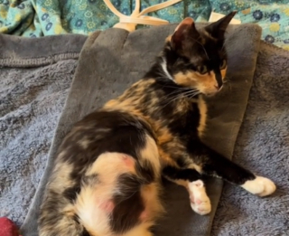 Illustration de l'article : Le parcours de vie à la fois bouleversant et inspirant de Chihiro, une très jeune chatte sauvée de l’errance par une bénévole dévouée (vidéo)