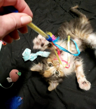 Illustration de l'article : À cause d’une particularité très rare, ce chaton est un « chat licorne » qui devrait rapidement trouver un foyer pour la vie