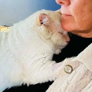 Illustration de l'article : Prêt à changer de vie, un chat errant frappe à la bonne porte pour profiter enfin de câlins