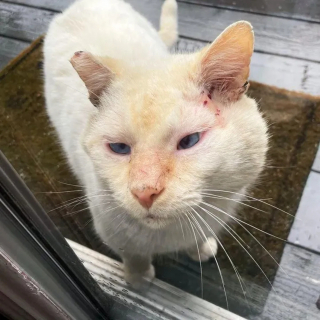 Illustration de l'article : Prêt à changer de vie, un chat errant frappe à la bonne porte pour profiter enfin de câlins