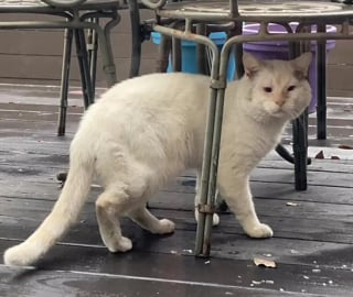 Illustration de l'article : Prêt à changer de vie, un chat errant frappe à la bonne porte pour profiter enfin de câlins