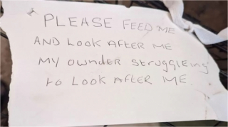 Illustration de l'article : Abandonné dans sa cage sur le bord d’une route, ce chien formule le vœu de trouver un jour une famille