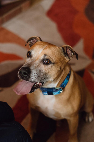 Illustration de l'article : Pensionnaire de longue date, ce chien de refuge attend désespérément qu’un adoptant lui tende la main