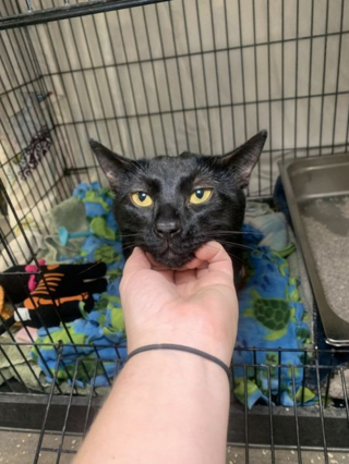 Illustration de l'article : Un célèbre créateur de séries animées ouvre sa porte à Arthur, un chat de refuge au lourd passé qui attendait impatiemment sa nouvelle famille