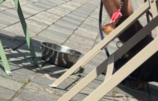 Illustration de l'article : En raison de sa race, un Rottweiler est privé d’eau dans un café alors qu’il mourrait de soif (vidéo)