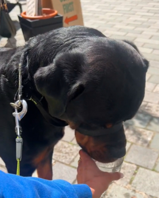 Illustration de l'article : En raison de sa race, un Rottweiler est privé d’eau dans un café alors qu’il mourrait de soif (vidéo)