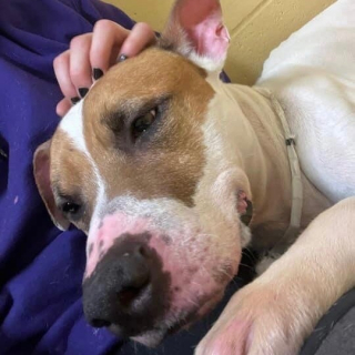 Illustration de l'article : Les images déchirantes d’un chien bien déterminé à ne pas retourner au refuge (vidéo)