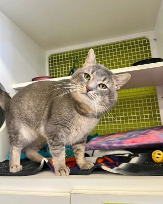 Illustration de l'article : En quête d’affection, un chat poursuit son séjour au refuge et espère l’arrivée de son futur adoptant