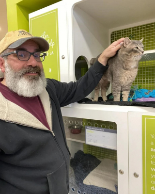 Illustration de l'article : En quête d’affection, un chat poursuit son séjour au refuge et espère l’arrivée de son futur adoptant