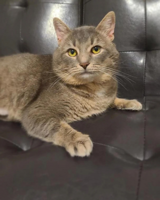 Illustration de l'article : En qu&ecirc;te d&rsquo;affection, un chat poursuit son s&eacute;jour au refuge et esp&egrave;re l&rsquo;arriv&eacute;e de son futur adoptant 