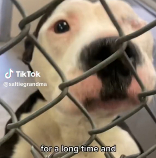 Illustration de l'article : Une adoptante partage son quotidien avec sa chienne qu’elle a sauvée sans le savoir de l’euthanasie (vidéo)