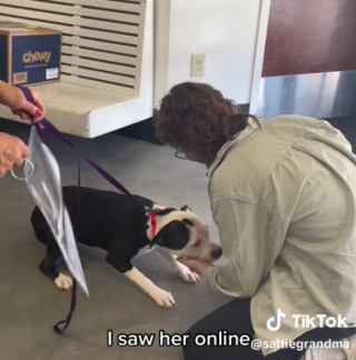 Illustration de l'article : Une adoptante partage son quotidien avec sa chienne qu’elle a sauvée sans le savoir de l’euthanasie (vidéo)