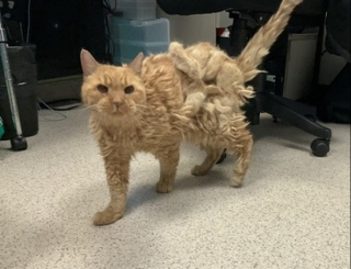 Illustration de l'article : Après une séparation involontaire et difficile, un chat sénior profite de ses dernières années de vie grâce à des bénévoles attentifs