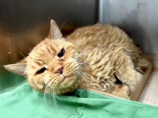 Illustration de l'article : Après une séparation involontaire et difficile, un chat sénior profite de ses dernières années de vie grâce à des bénévoles attentifs