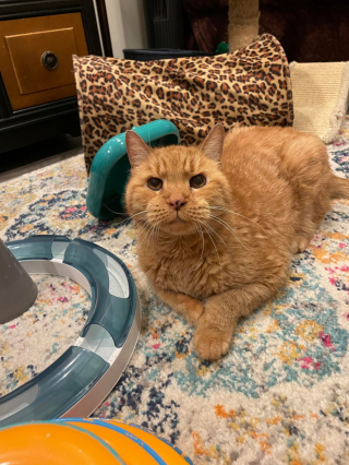 Illustration de l'article : Après une séparation involontaire et difficile, un chat sénior profite de ses dernières années de vie grâce à des bénévoles attentifs