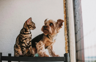 Illustration de l'article : La vente de chiots et de chats par les particuliers, une pratique jugée problématique par le syndicat national des professions du chien et du chat (SNPCC)
