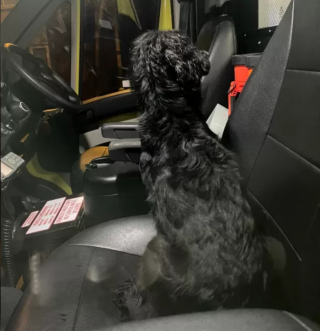 Illustration de l'article : L’épopée de Jazz, une chienne montée à bord du véhicule d’une ambulancière et bien décidée à retrouver sa famille