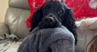 Illustration de l'article : L’épopée de Jazz, une chienne montée à bord du véhicule d’une ambulancière et bien décidée à retrouver sa famille