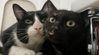 Illustration de l'article : « Fan de Taylor Swift » : ce chat particulièrement sensible et émotif ne se calme qu’à l’écoute de certaines mélodies