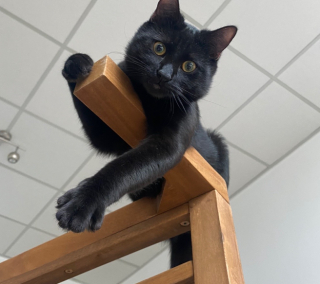 Illustration de l'article : En tant que futur papa exemplaire, ce chat reste aux côtés de la maman pendant l’accouchement (vidéo)