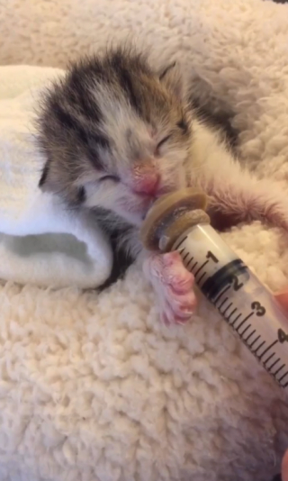 Illustration de l'article : Ce minuscule chat prématuré abandonné par sa mère a une volonté de vivre démesurée