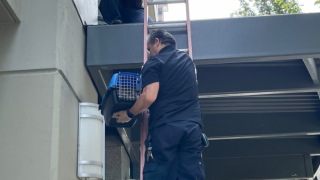 Illustration de l'article : Après une chute de plus de 30 mètres, un chat très mal en point a pu compter sur le soutien de sa maîtresse et de bienfaiteurs