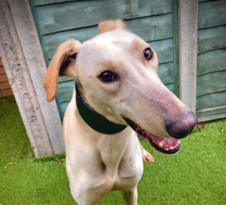 Illustration de l'article : Retrouvé blessé et traumatisé, ce chien a pris sa revanche sur la vie en se battant pour aller mieux