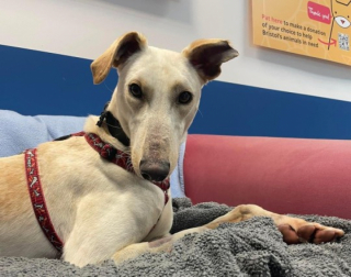 Illustration de l'article : Retrouvé blessé et traumatisé, ce chien a pris sa revanche sur la vie en se battant pour aller mieux