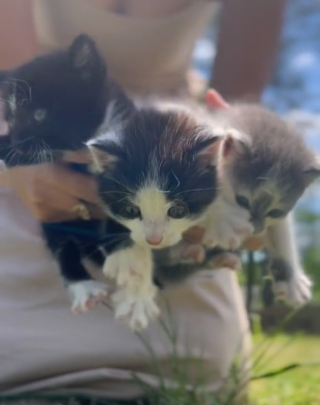 Illustration de l'article : Une fillette annonce à sa mère qu’elle vient de faire une adorable trouvaille dans le jardin (vidéo)