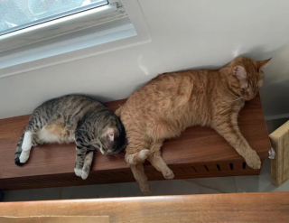 Illustration de l'article : La flagrante transformation de ce chat craintif et agressif devenu doux et affectueux en reprenant confiance en lui et en son entourage