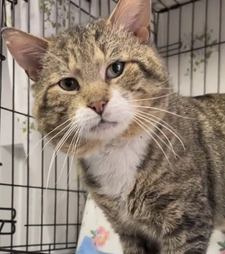 Illustration de l'article : La flagrante transformation de ce chat craintif et agressif devenu doux et affectueux en reprenant confiance en lui et en son entourage