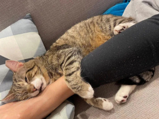 Illustration de l'article : La flagrante transformation de ce chat craintif et agressif devenu doux et affectueux en reprenant confiance en lui et en son entourage