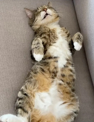 Illustration de l'article : La flagrante transformation de ce chat craintif et agressif devenu doux et affectueux en reprenant confiance en lui et en son entourage