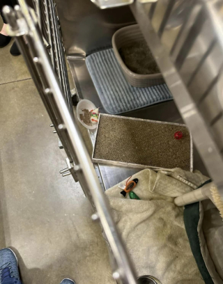 Illustration de l'article : Kidnappé au sein d’une animalerie, un félin mobilise l’attention de tout un secteur pour le retrouver